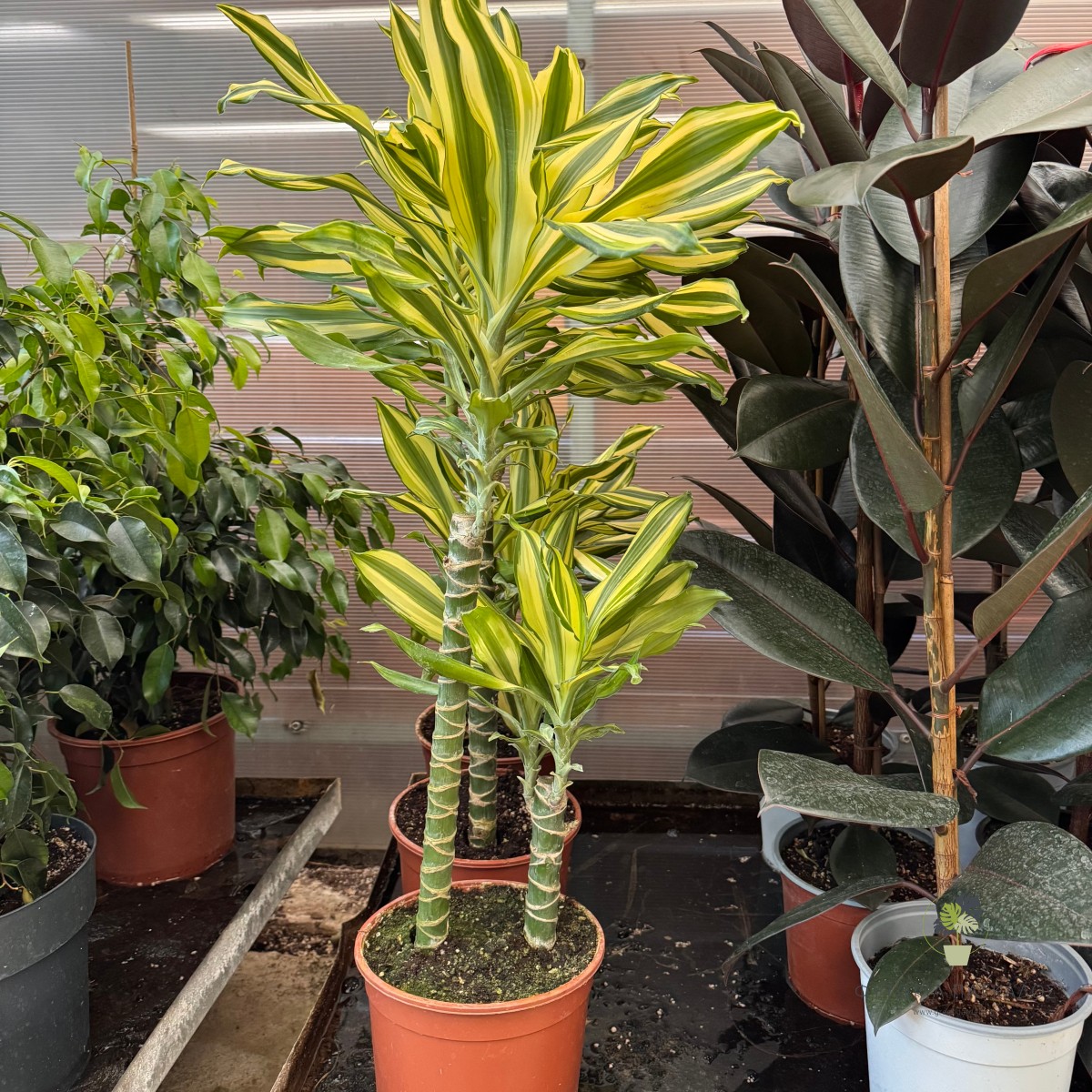 Δράκαινα φραγκρανς (Dracaena fragrans)  - Pot 24 cm/ High :85 cm